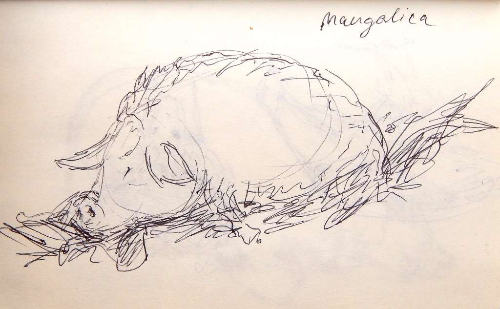Sketch of mangalica wooly hog